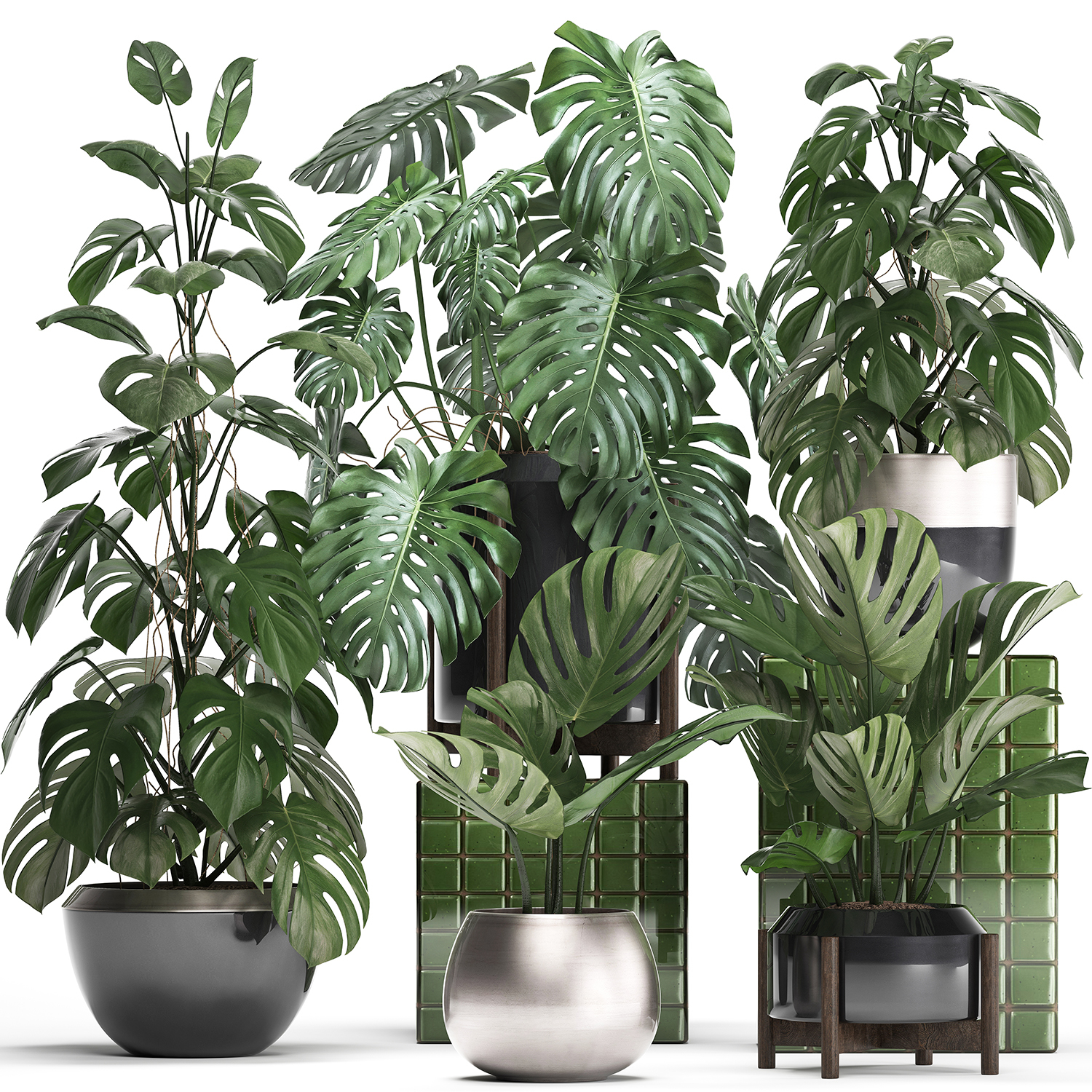 Monstera plants exotic 3D - TurboSquid 1429019