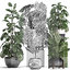 monstera plants exotic 3D