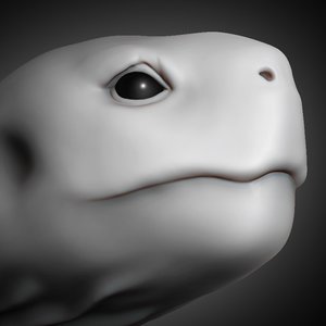 tortoise head animal 2019 3D