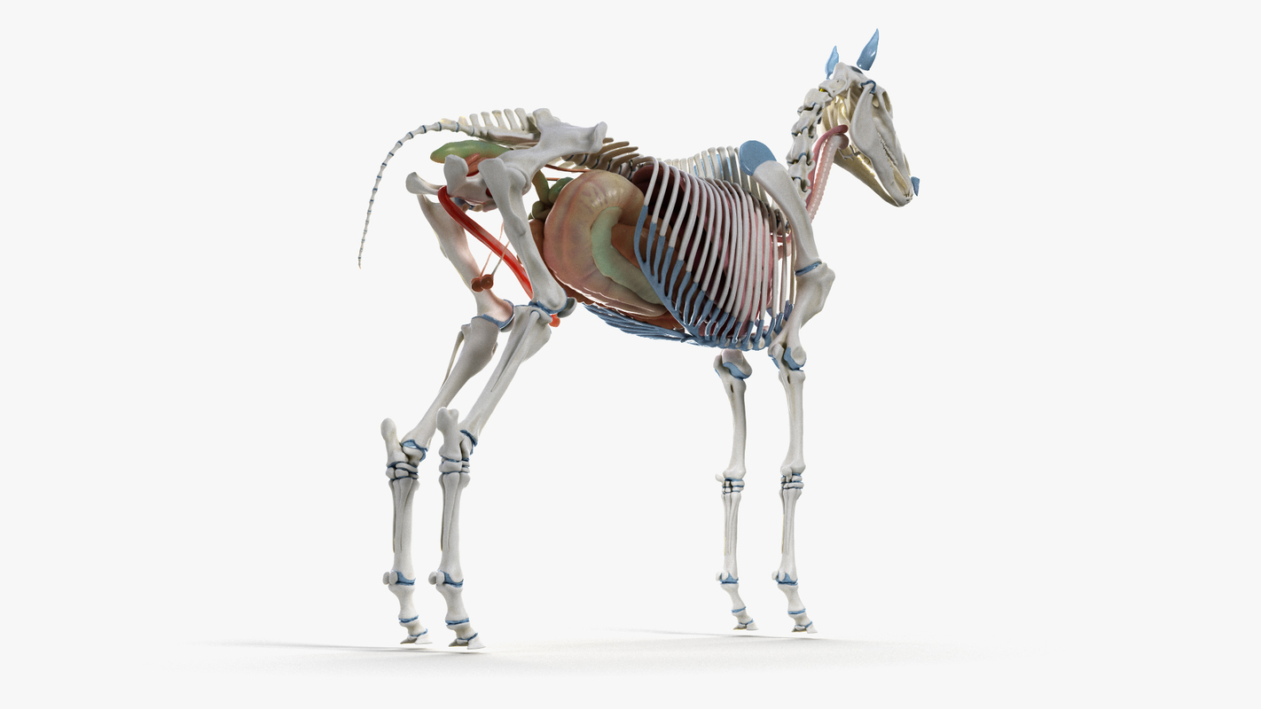 Skin horse skeleton organs body 3D model - TurboSquid 1429483