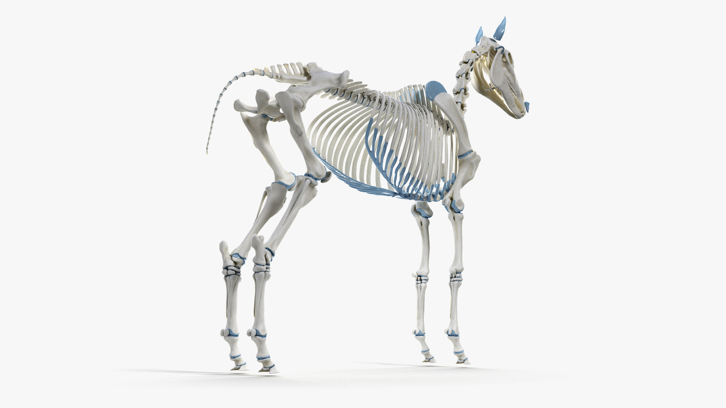 Skin horse skeleton organs body 3D model TurboSquid 1429483