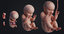 embryo fetus human 3D model