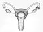 3D female reproductive uterus