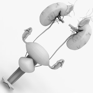 kidney female reproductive 3D model