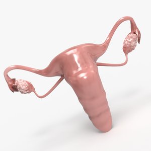 3D female reproductive uterus model