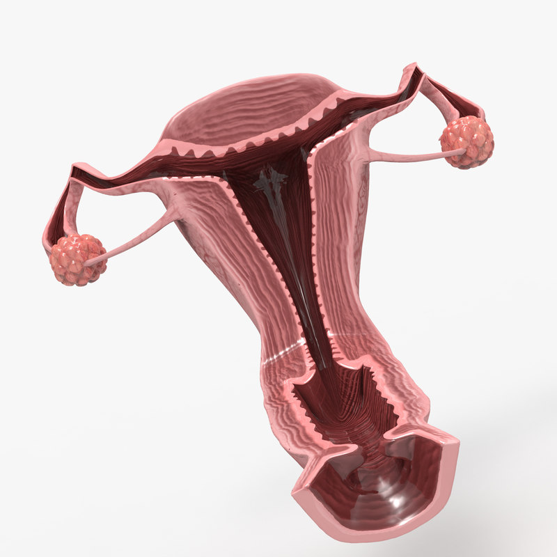 3d-ovaries-uterus-turbosquid-1429567