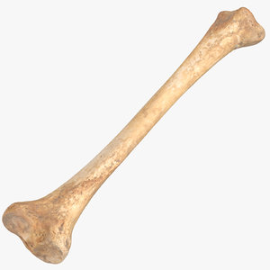 3D human tibia bone 01 model