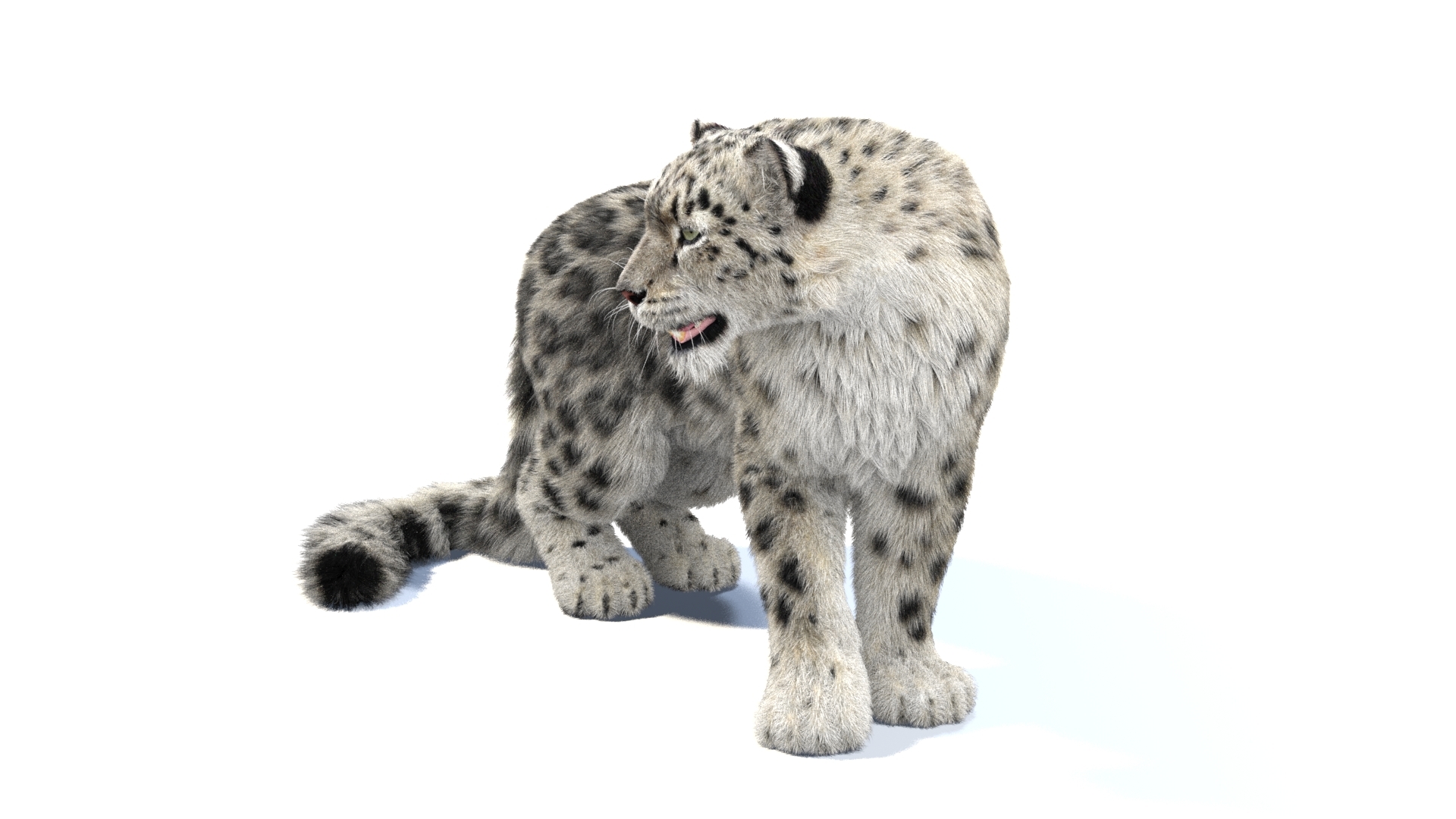 Snow leopard 2 rigged 3D - TurboSquid 1421475