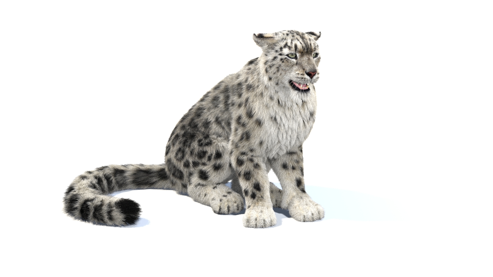 Snow leopard 2 rigged 3D - TurboSquid 1421475