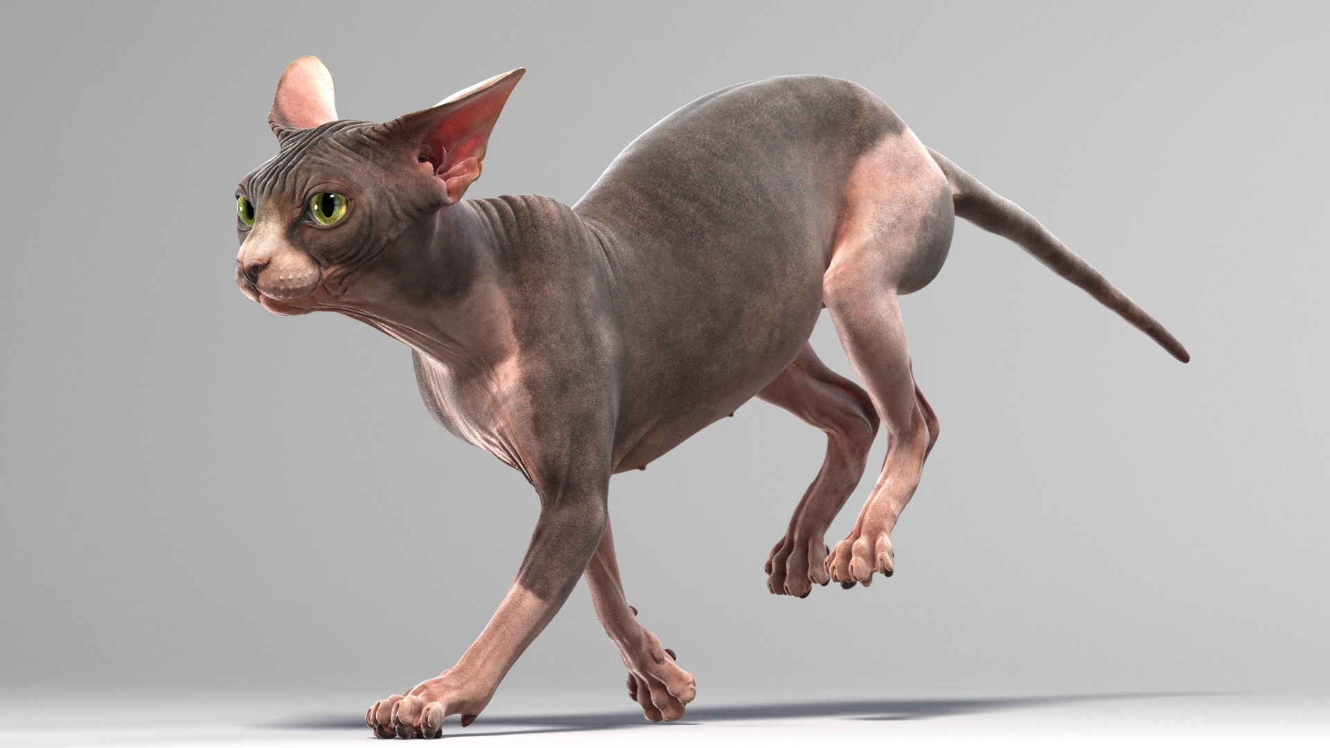 斯芬克斯猫(动画)3d模型