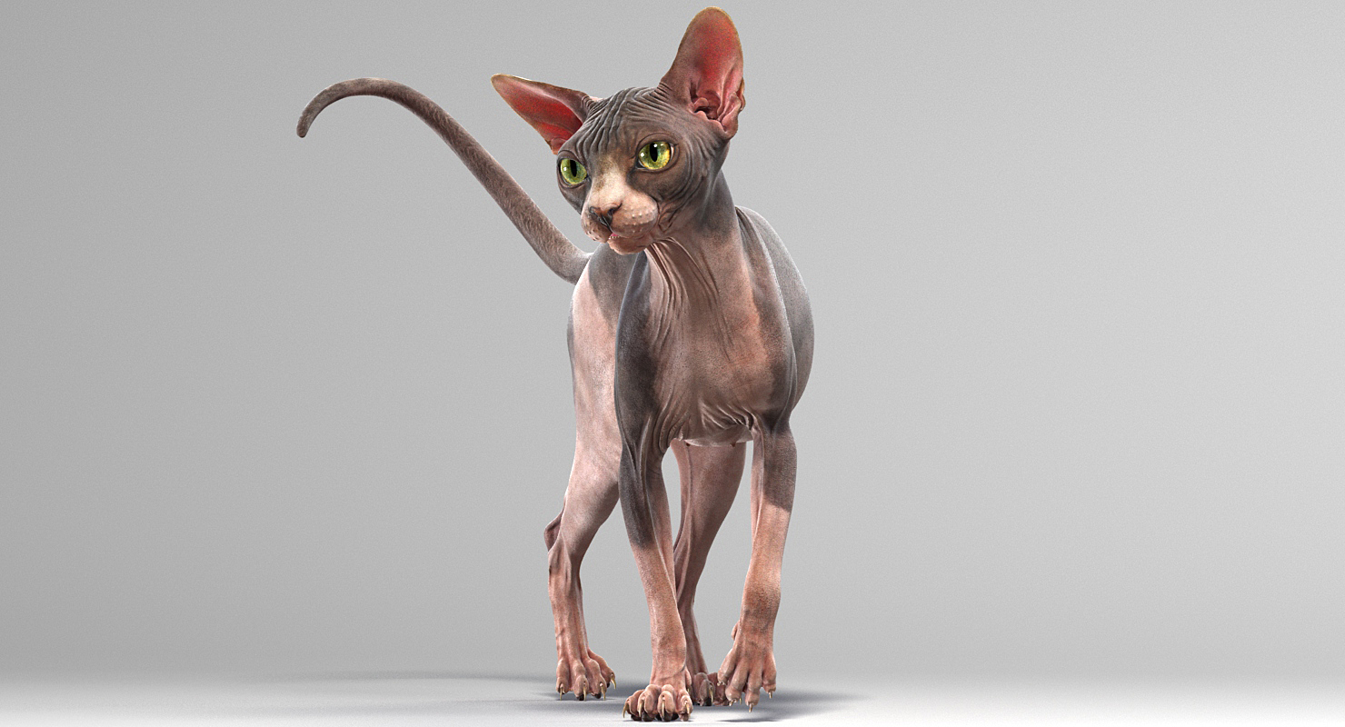sphynx cat animations 3d