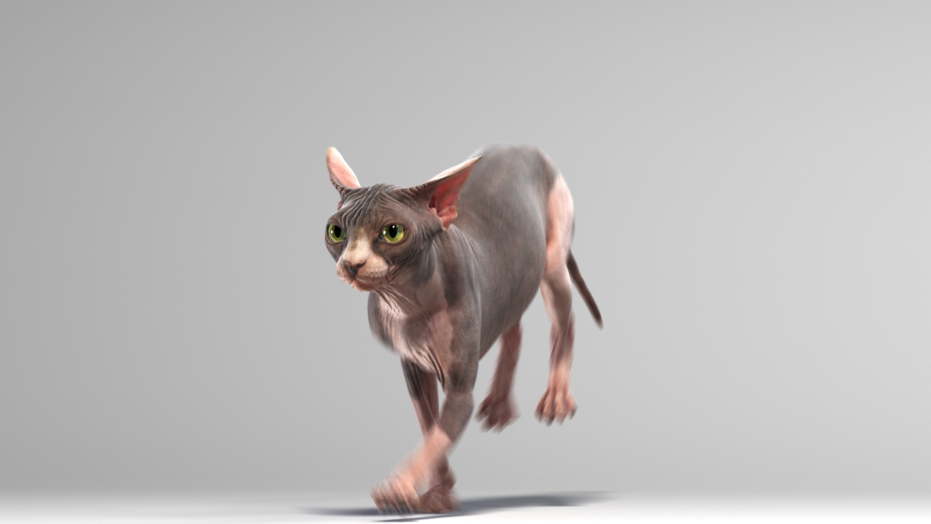 斯芬克斯猫(动画)3d模型