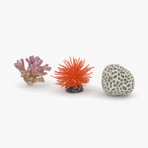 3D coral model