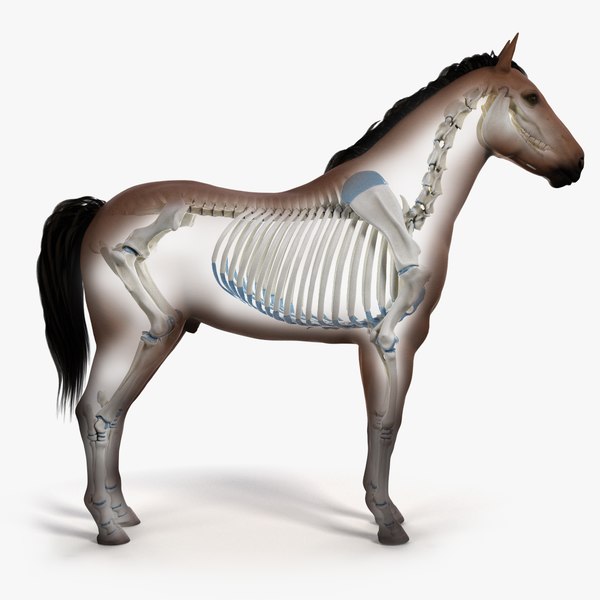 3D skin horse animation model - TurboSquid 1466426