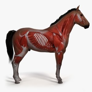 skin horse skeleton muscles 3D