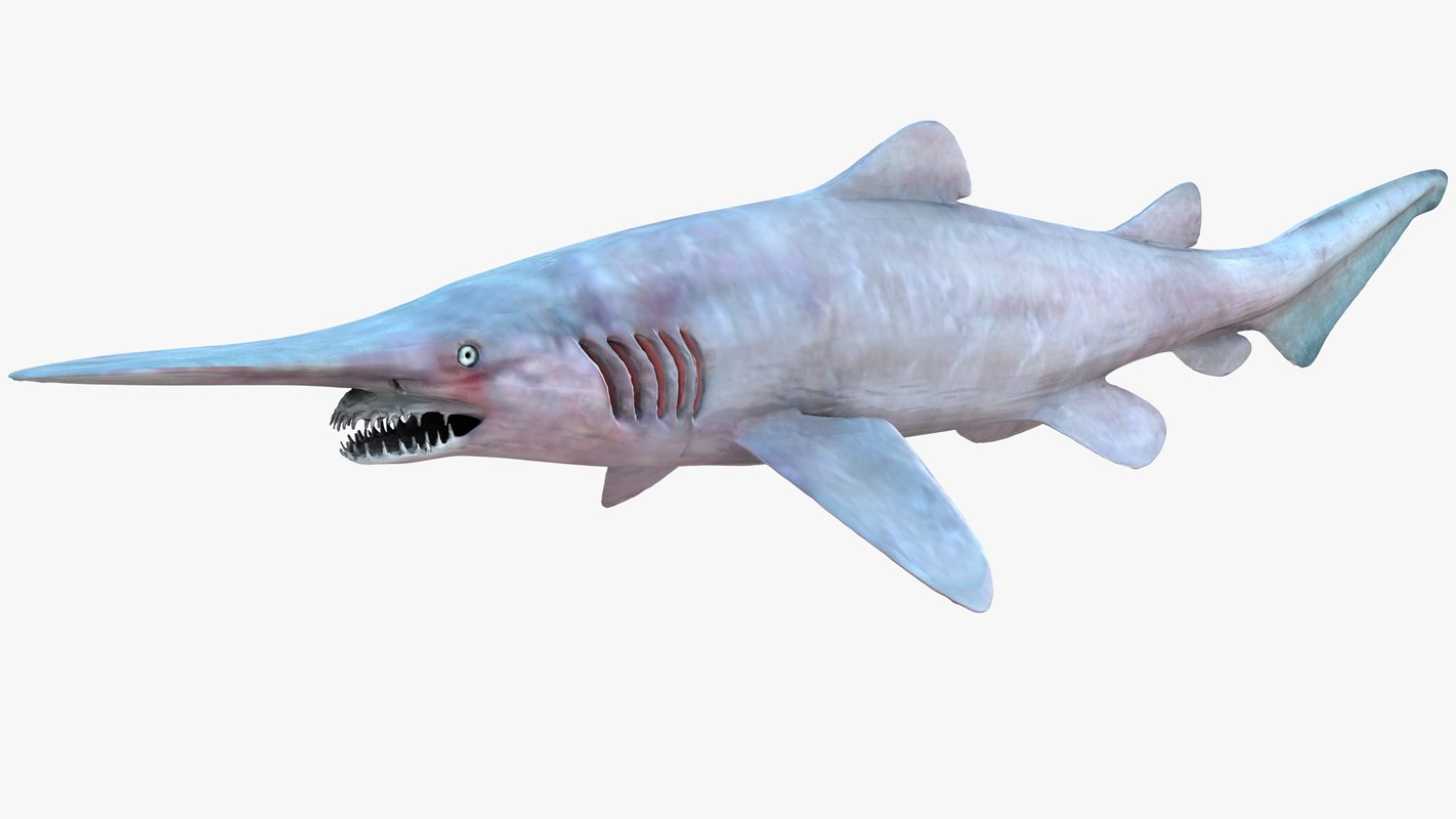 3d model realistic female goblin shark