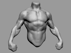 3D male torso model