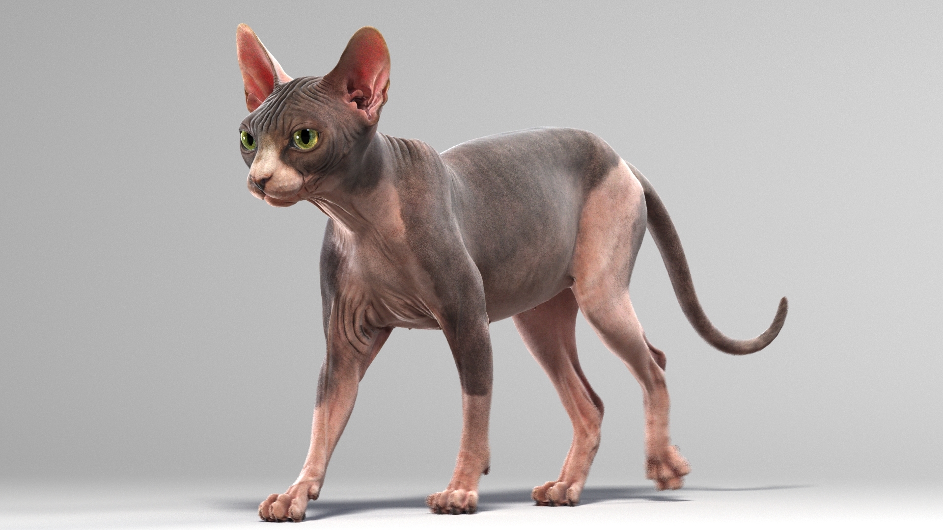 斯芬克斯猫(动画)3d模型