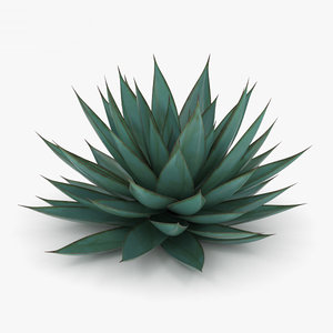 3D agave plant nature model