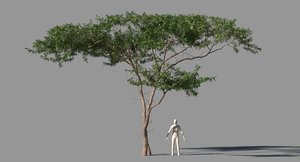 acacia tree 3D