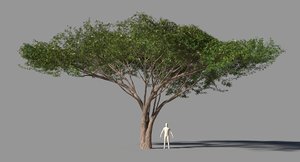 3D model acacia tree