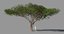 3D model acacia tree