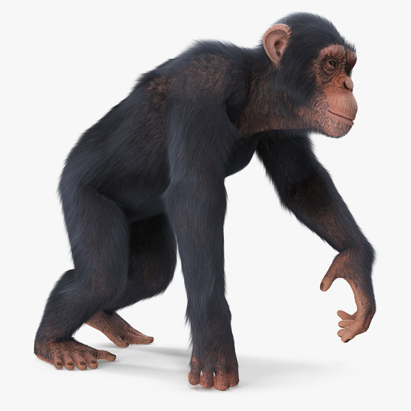 Chimpanzee 3D Models For Download | TurboSquid