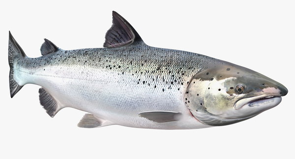 Swimming atlantic salmon fish 3D model - TurboSquid 1431489