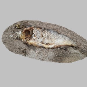 dead fish model