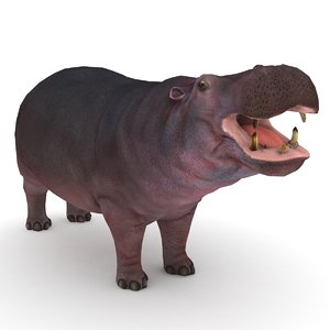 hippopotamus hippo 3D model