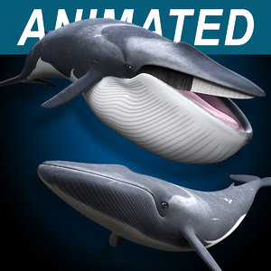 fin animating 3D