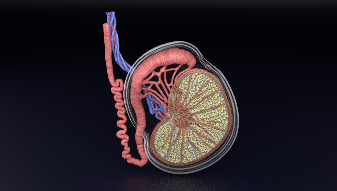 第1节 阴囊解剖概要-周围血管和浅表器官超声图谱-医学