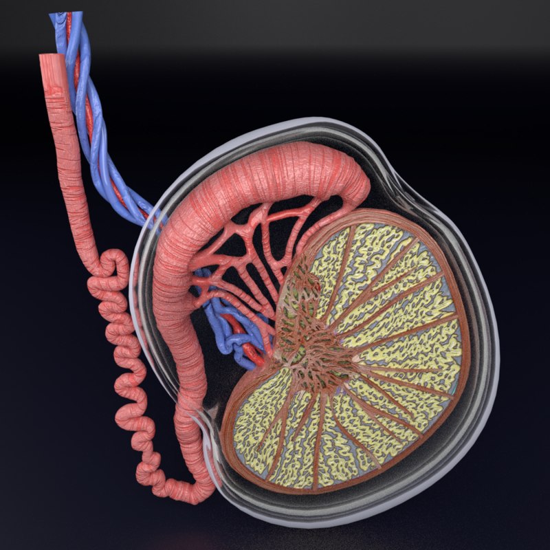 3d-testis-histologically-model-turbosquid-1431804