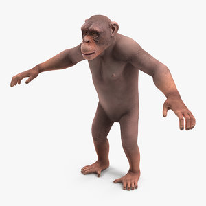 light chimpanzee 3D model