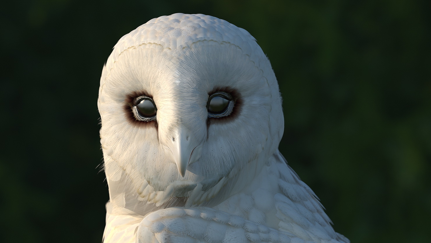 high-desert-bird-of-the-month-barn-owl