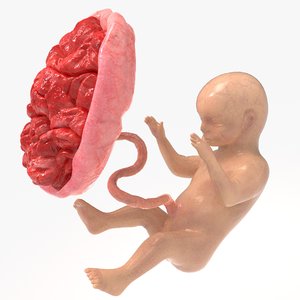 3D fetus baby place model