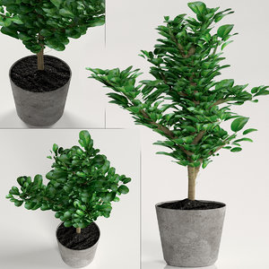 3D model plant ficus indoor