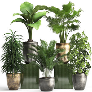houseplants exotic plants 3D model