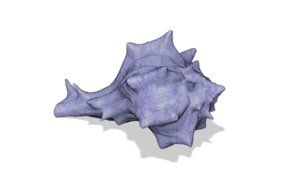 scanned horse conch shell 3D