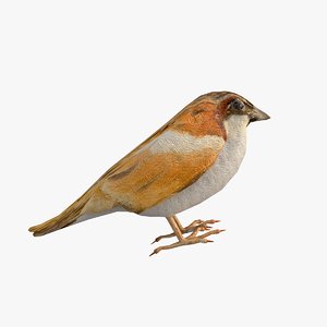 3D model sparrow