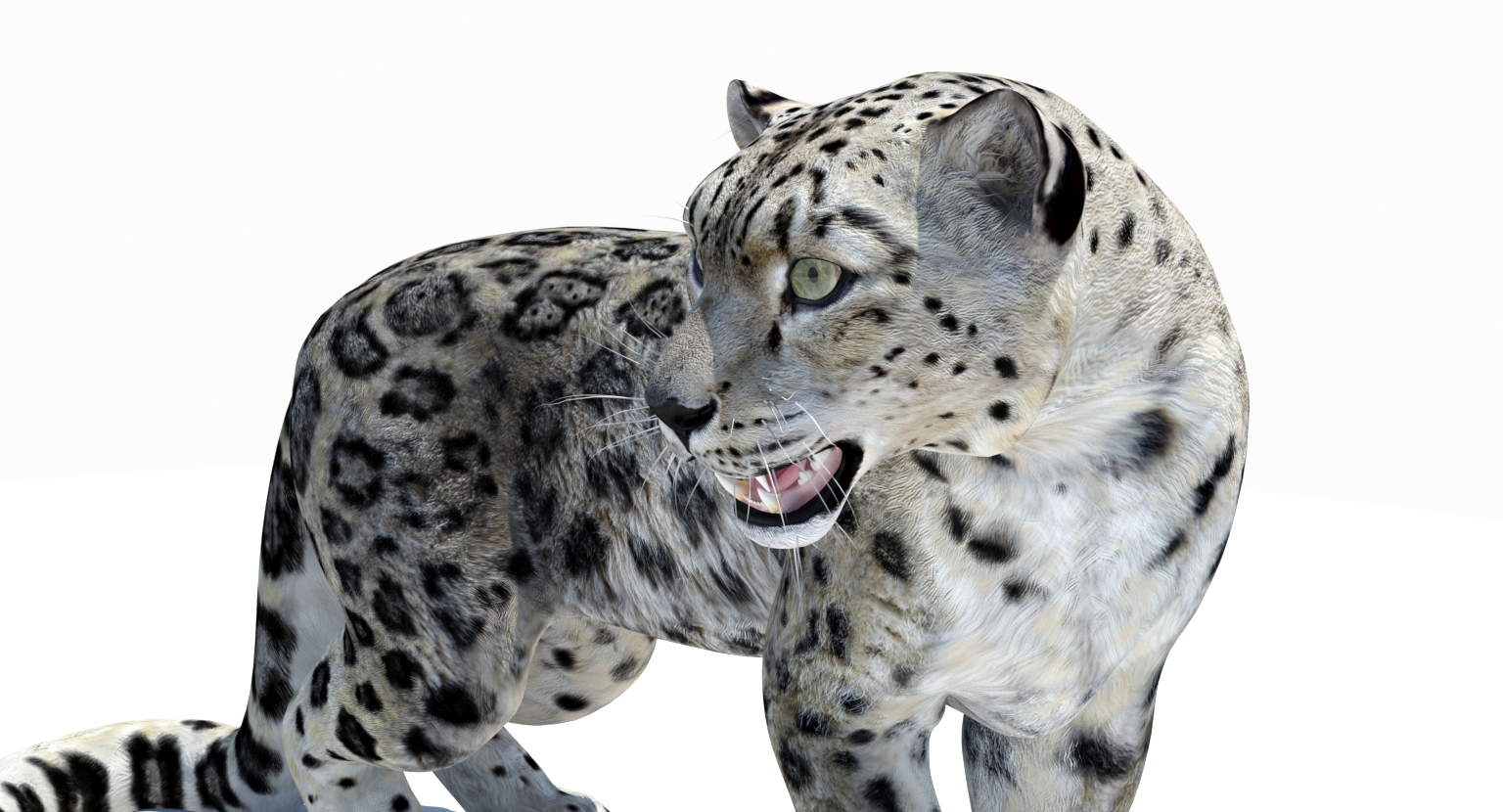 Snow leopard 2 fur 3D model - TurboSquid 1370302