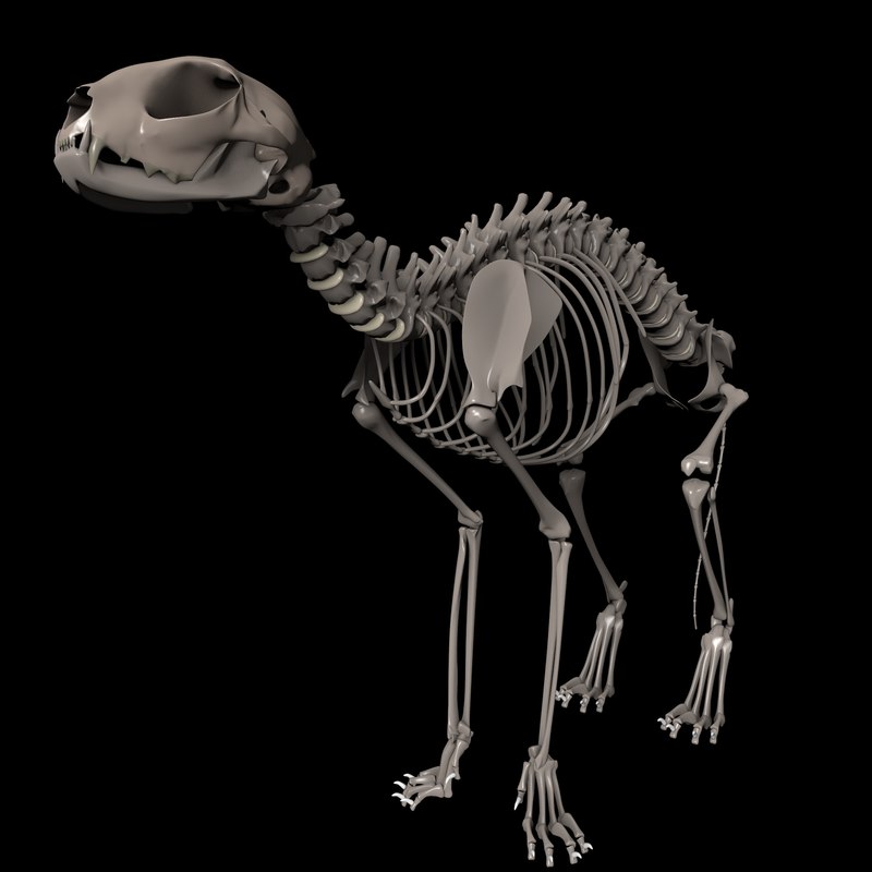 動物の骨3Dモデル TurboSquid 1432628