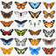3D butterfly 3