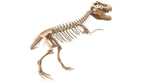 t-rex skeleton 3D model