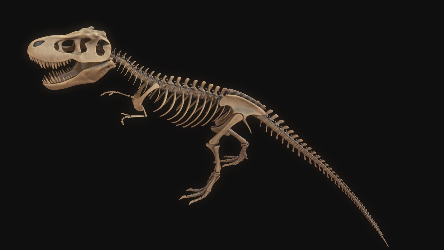 model t rex skeleton