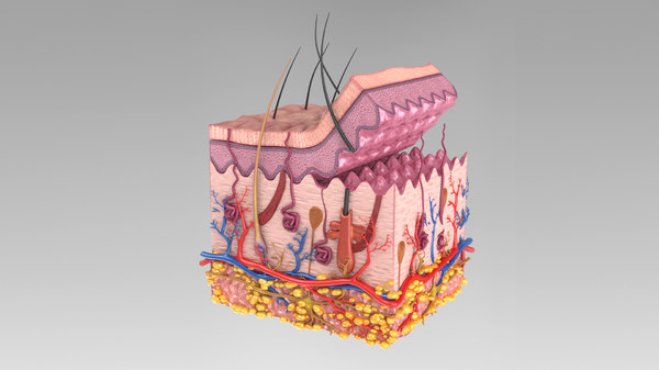 3D skin anatomy model - TurboSquid 1430488