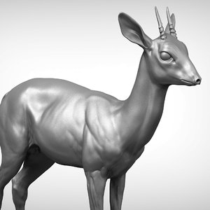 3D dik antelope madoqua