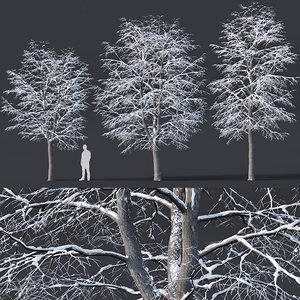 tilia trees 3D