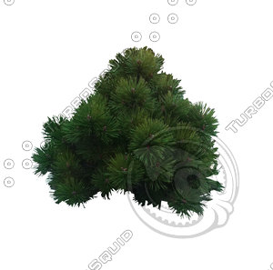 Bush