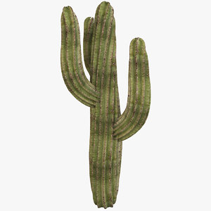 cactus model